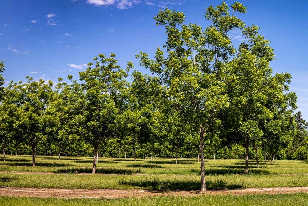 native pecan tree 2