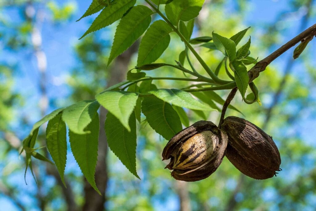 native pecan tree scaled 1