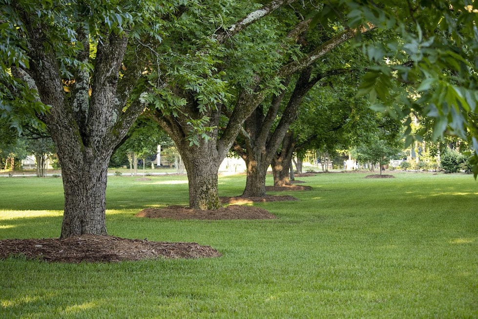 pecan nut trees yard