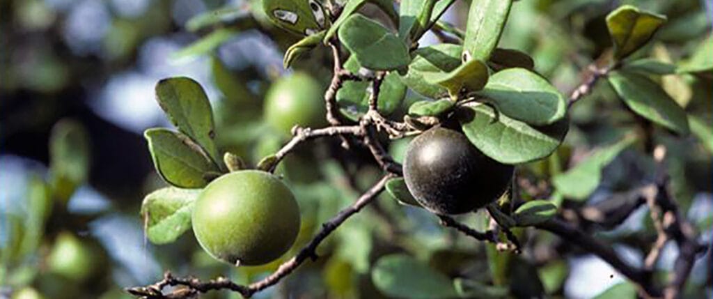 persimmon feature