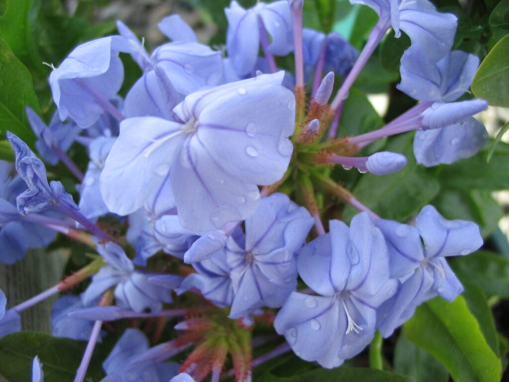 plumbago 0020 royal 0020 cape 0020 12