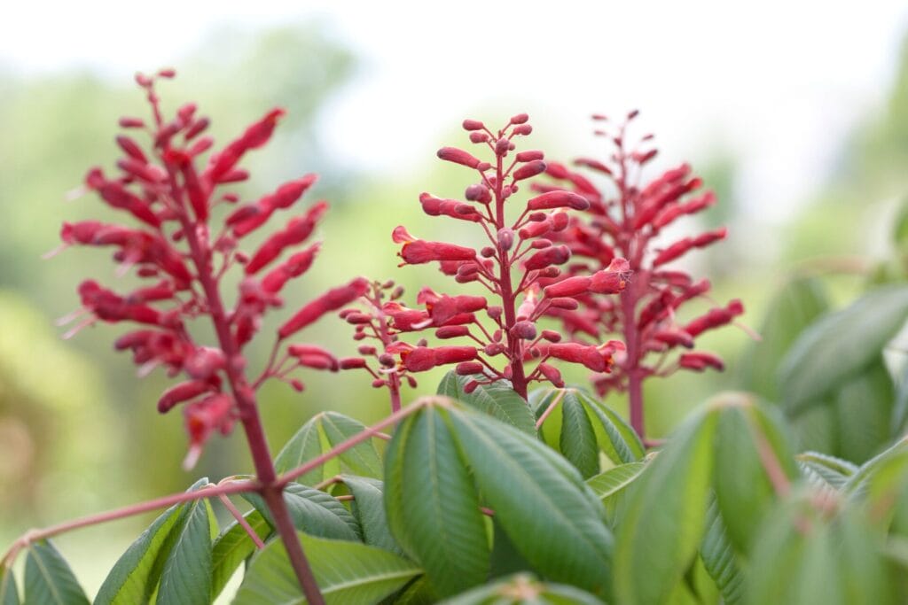 red buckeye 101404241 56dkuq0iqrmbwma424t6 h fdac71d0f384404395ceeea40c0d6c45