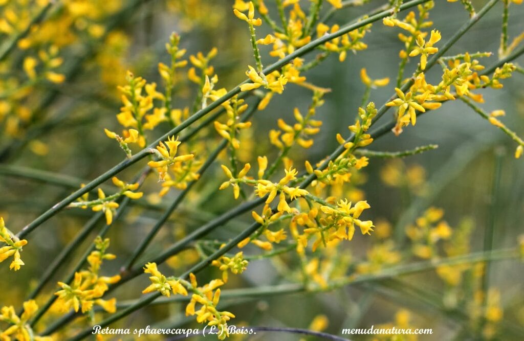 retama sphaerocarpa l. boiss. img 4323