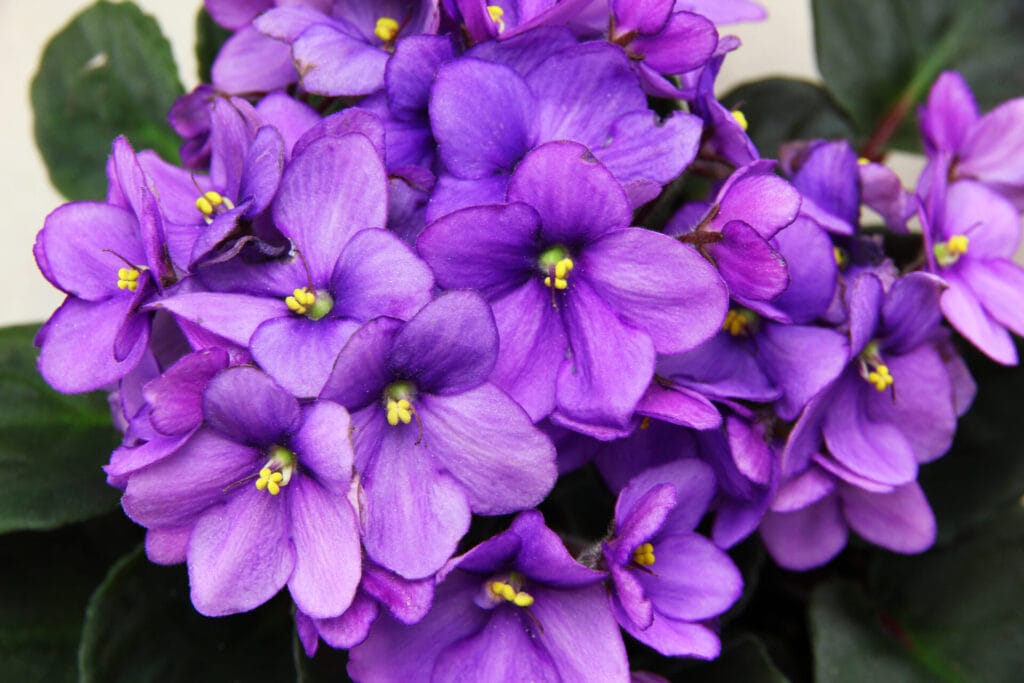 root an african violet leaf step 6 version 2