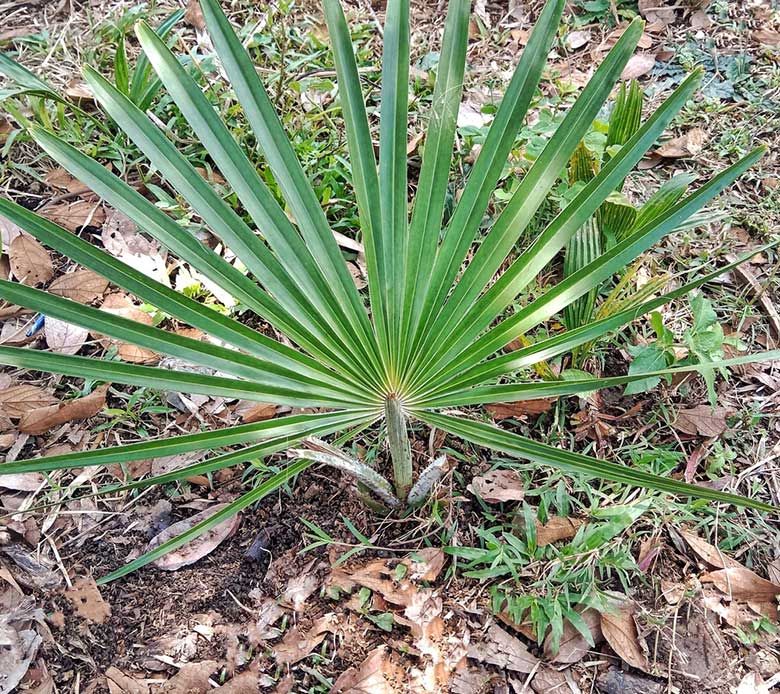 sabal minor