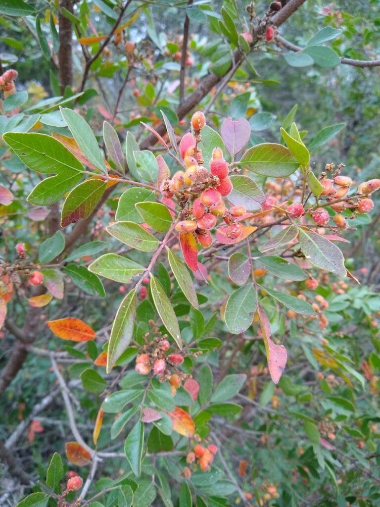 sumac3 1200x