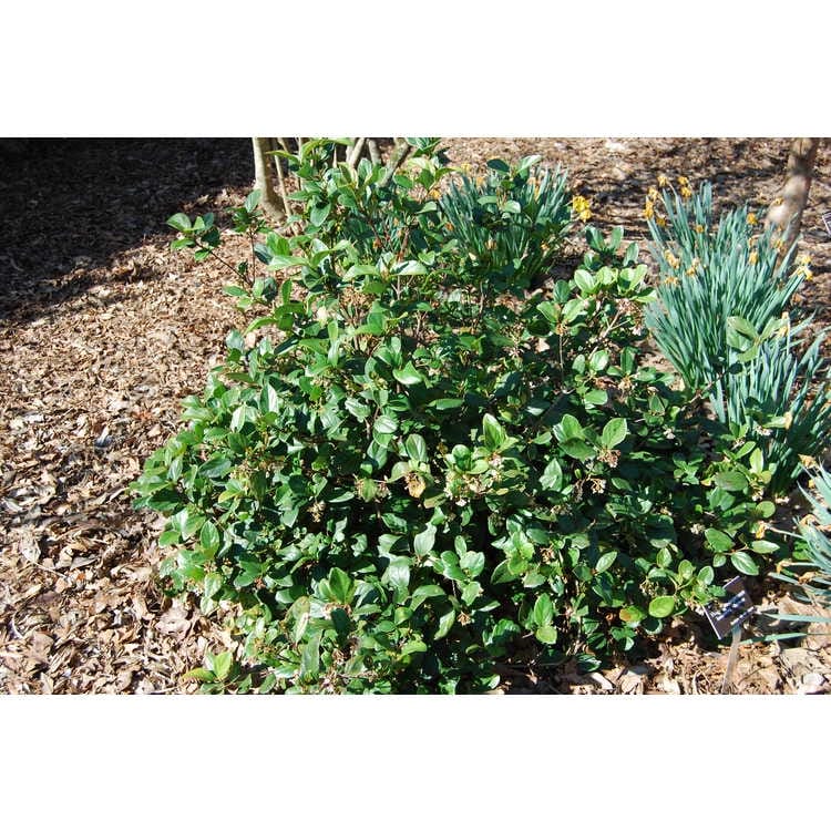 viburnum suspensum f vk8laxsa3qhy
