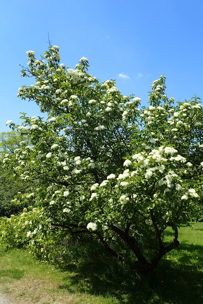 viburnum rufidulum f gq1obgijkbvg