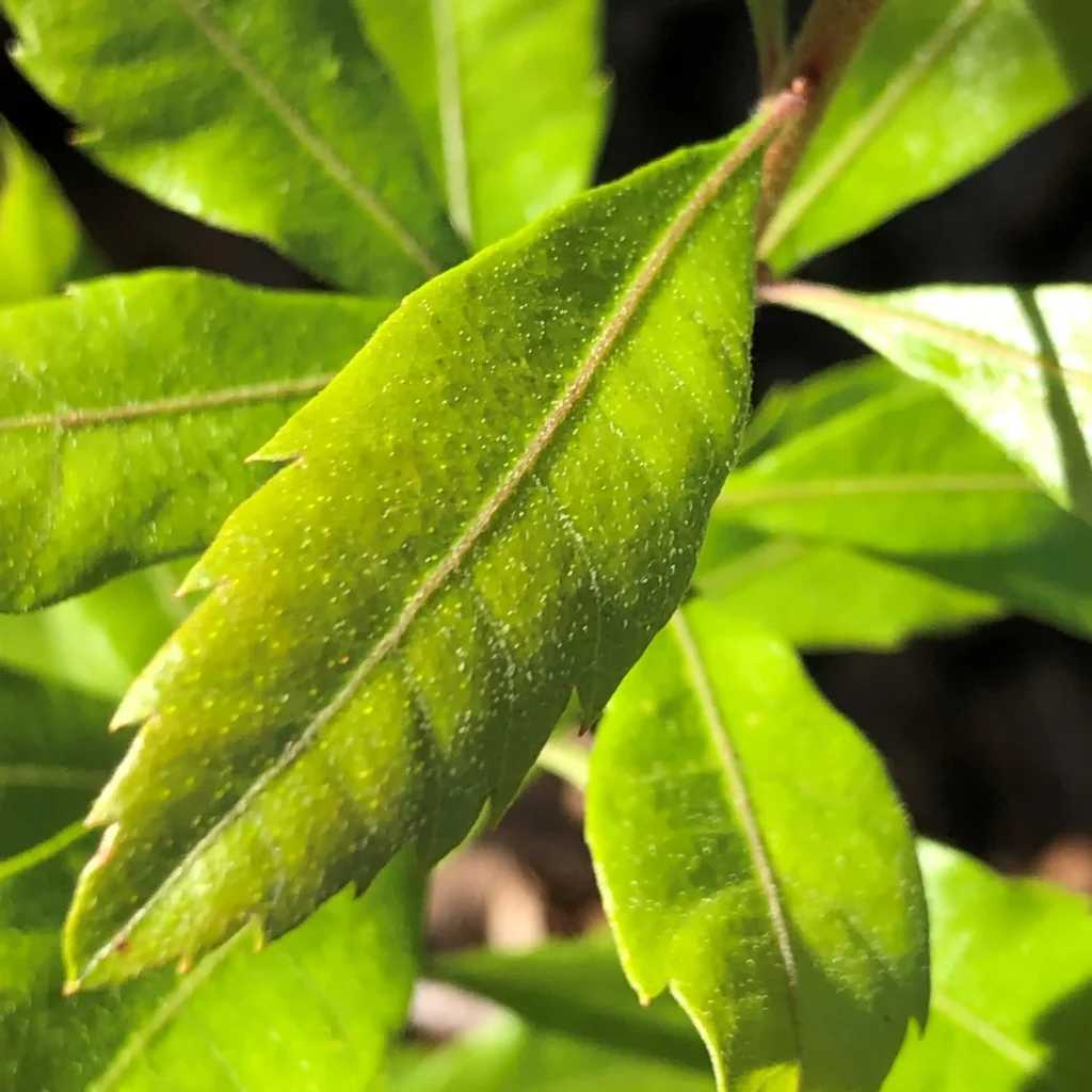 wax myrtle leaf squared