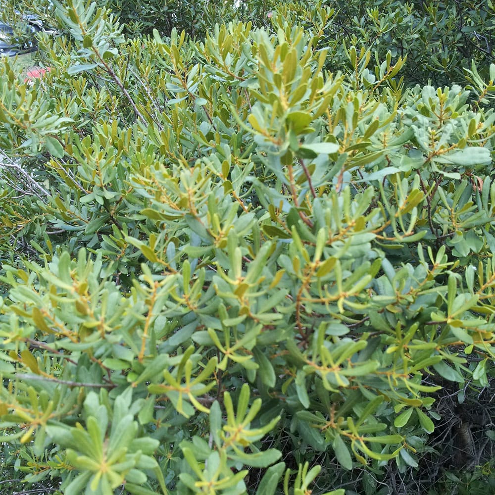 waxmyrtle 1