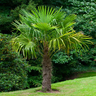 windmill palm bb 600x600 ff032cb3 aa6b 41f7 b9da