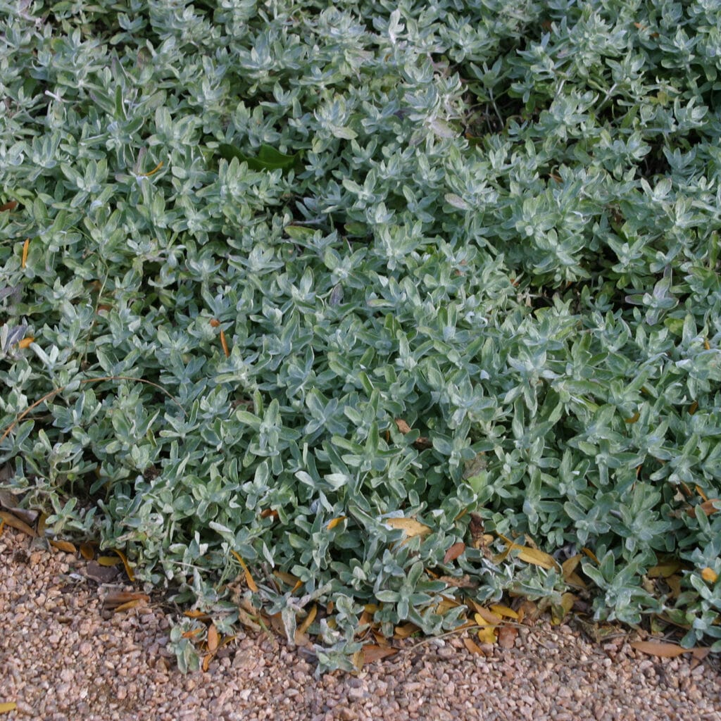 woolystemodia2