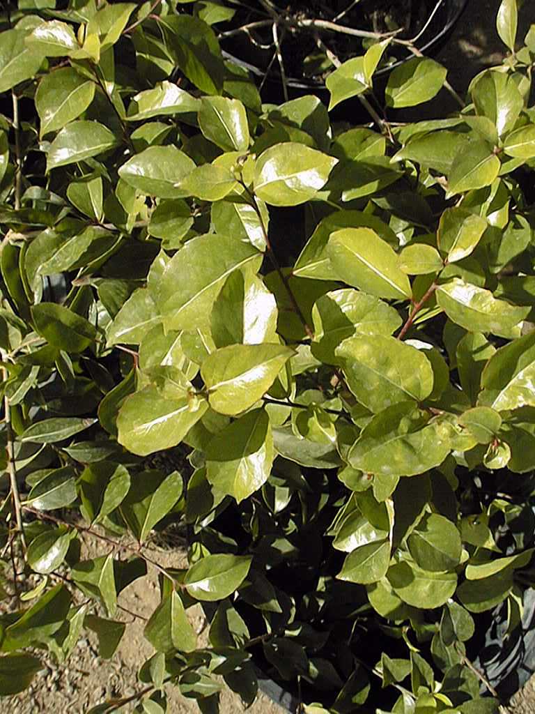 xylosma congestum