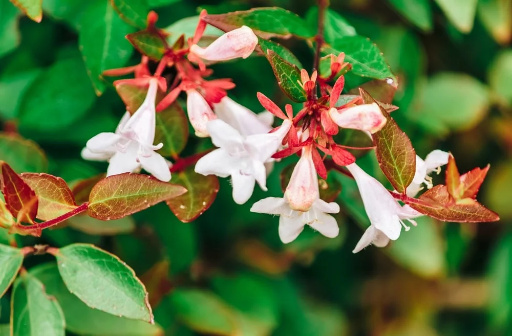 abelia e