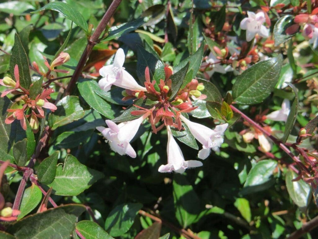 abelia grandiflora1