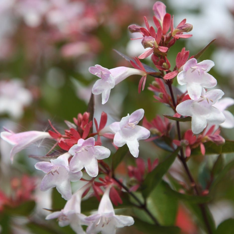 abelia flor