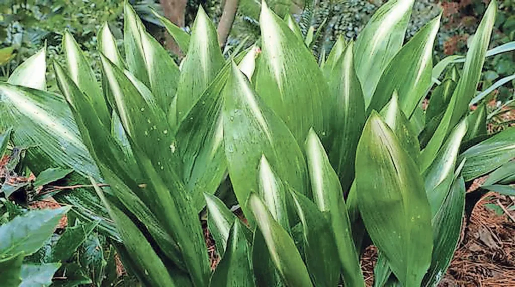 ad62c19e cf46 47ef 83af 073735a6f7b4 020819gardencastironplant