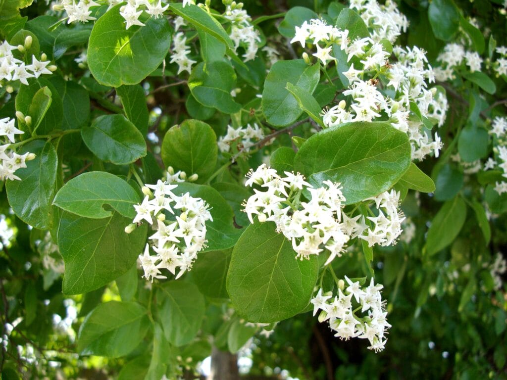 anacua 3