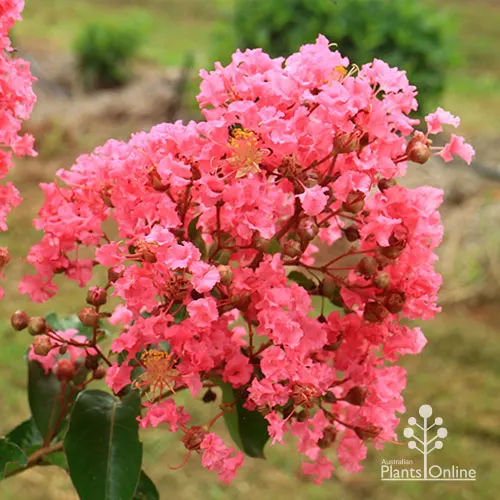 apo crepe myrtle miami flowers