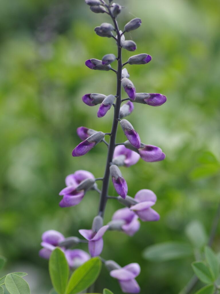 baptisia australis purple smoke bc nursery 26 4 22 44636e068a