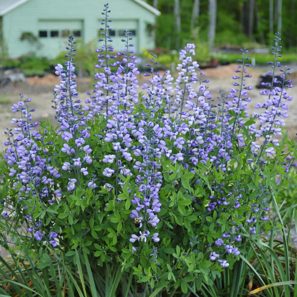 baptisia purple smoke plant 5d48c69f f510 43db a254