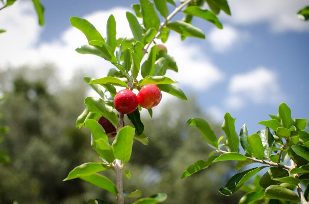 barbadoscherryfruit 6047