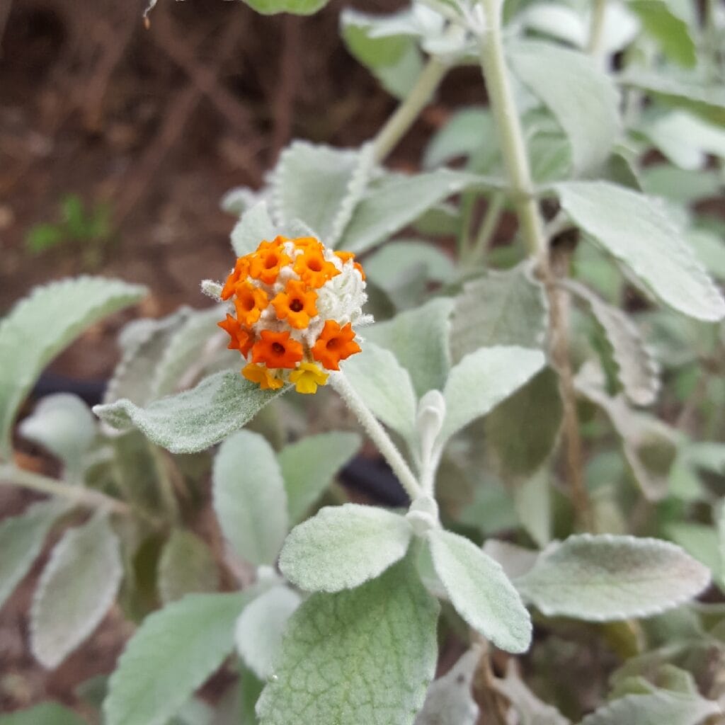 buddleja marrubiifolia