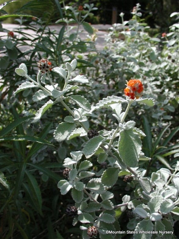 buddleja marrubiifolia 5