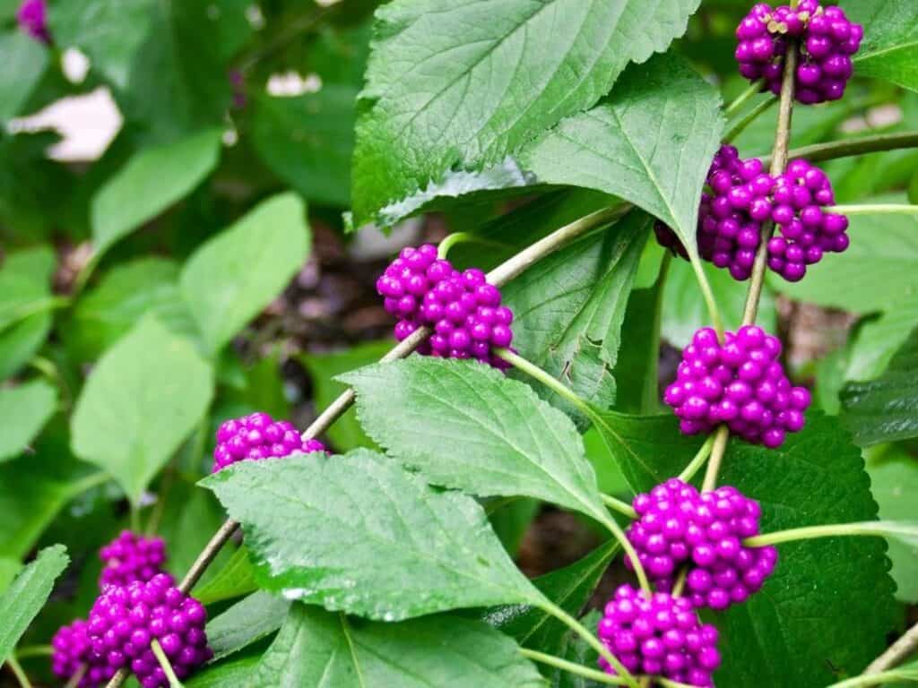 callicarpa americana 1024x768 1