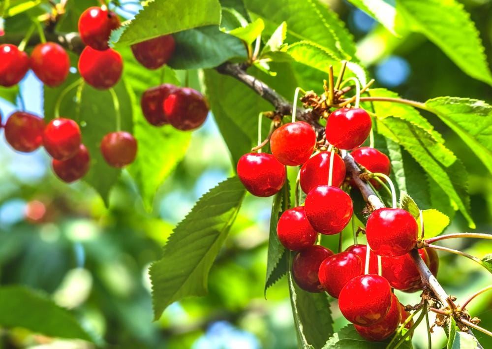 cherry berries on tree