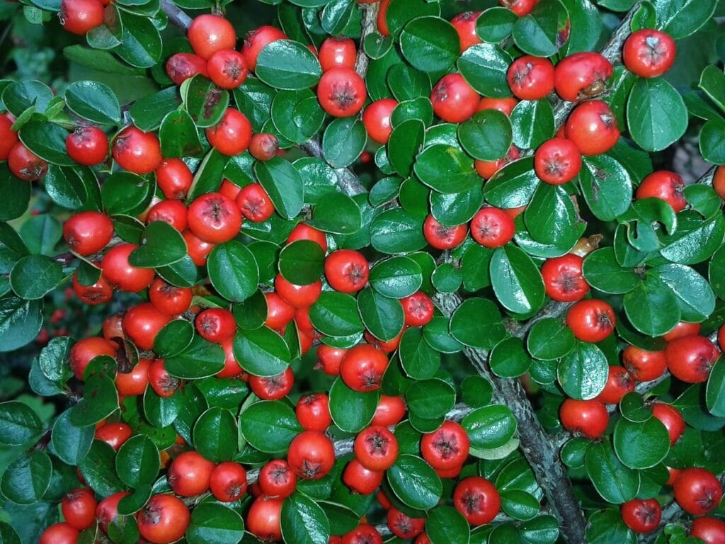 cotoneaster