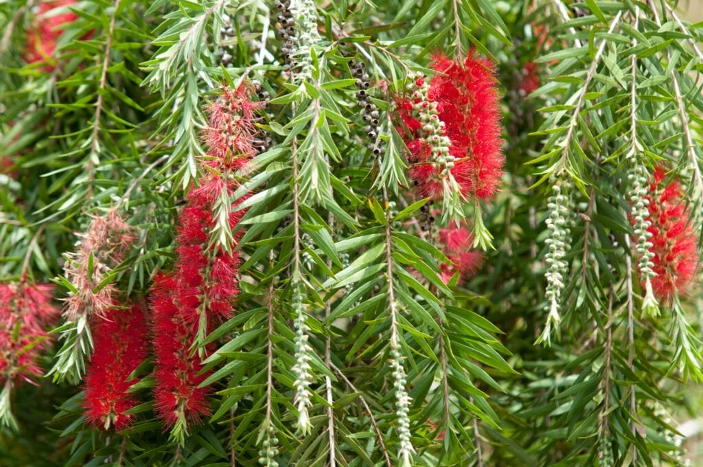 easy desert plant bottlebrush 2681579 01 452873c6ec7c43e1aa611cc518d92566