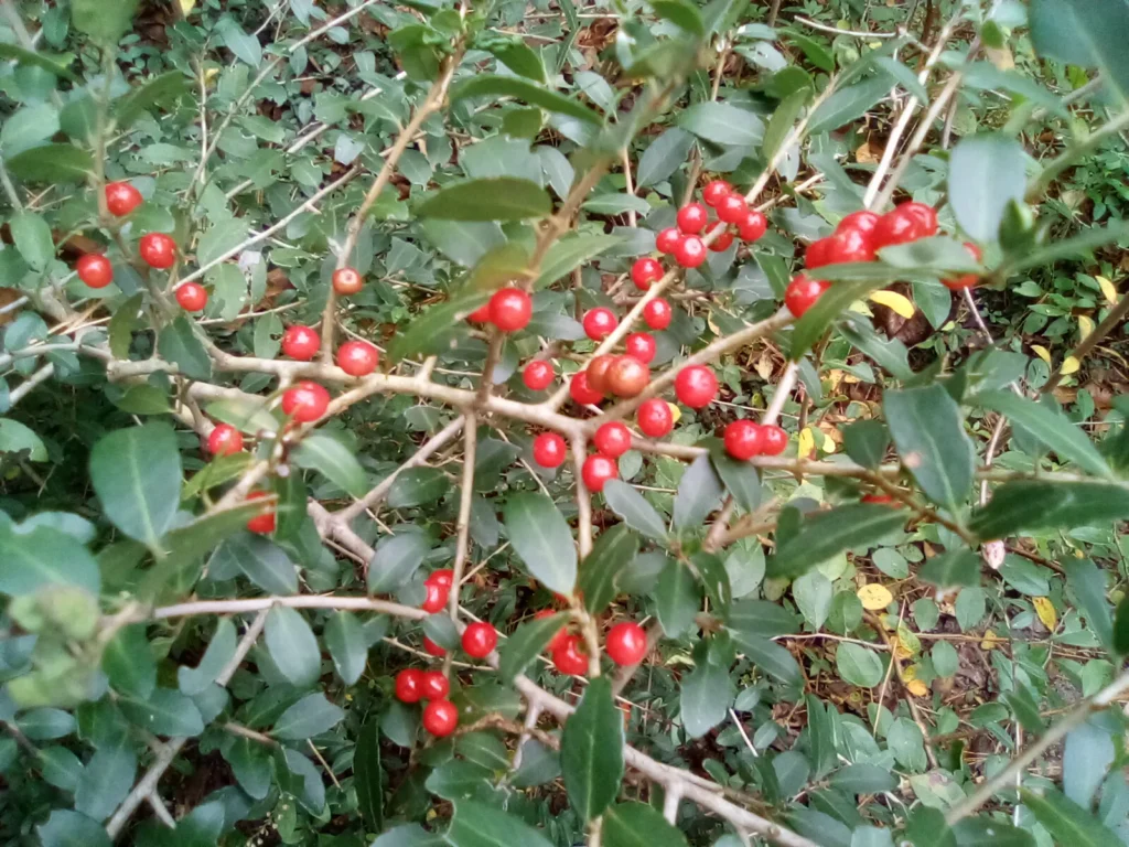 f0f16be9 0f76 4021 9361 f04551b602fa yaupon holly in berry