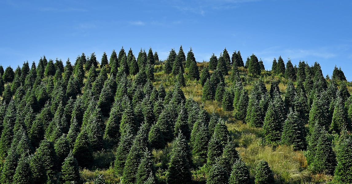 fraser fir christmas trees ncsu 1146x600 1