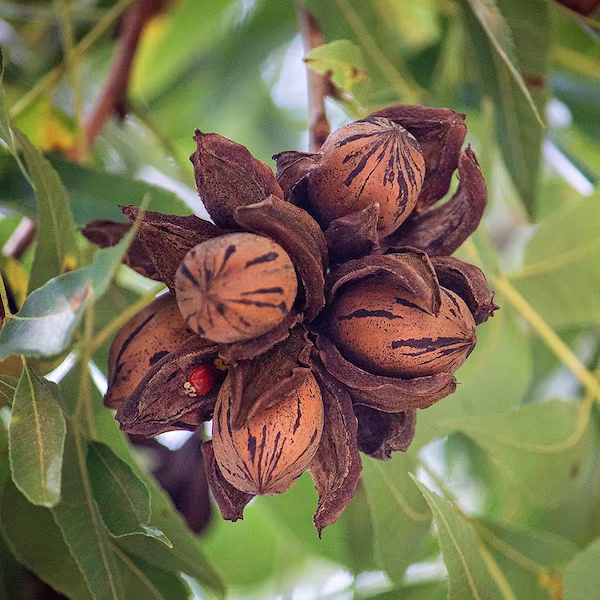 fruit trees pecsum05g 4f 600