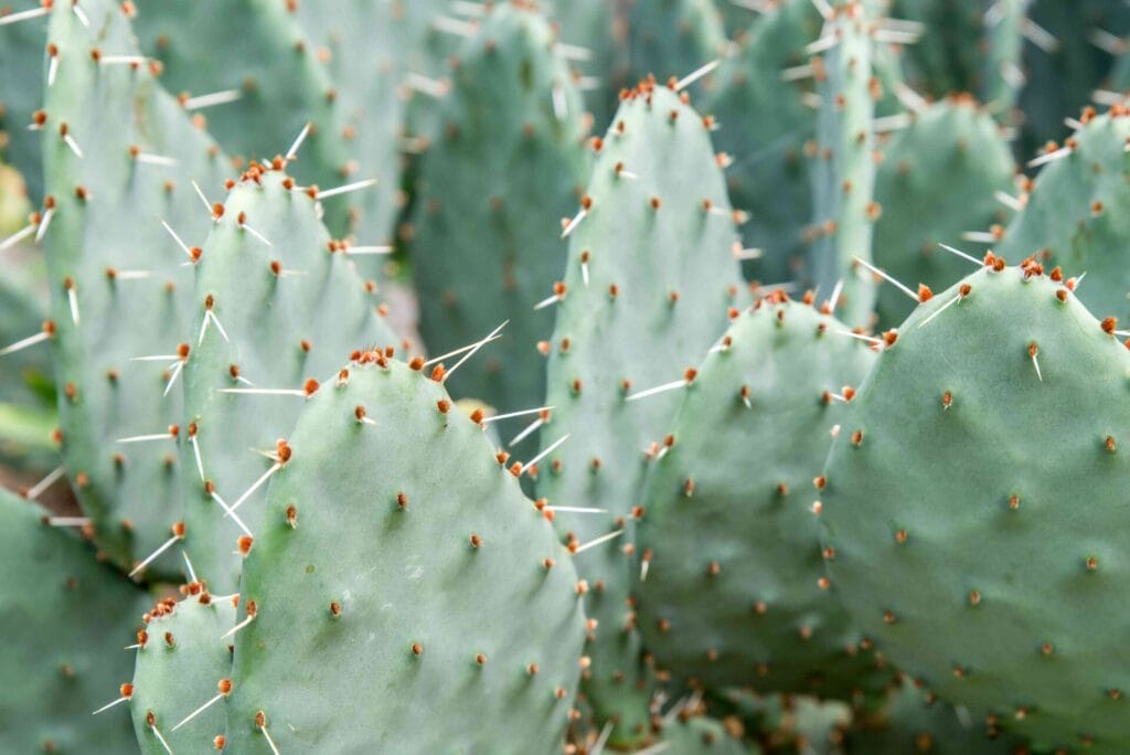 growing prickly pear 1402857 06 2ab45c6454a44fb7823bf13dc1924734