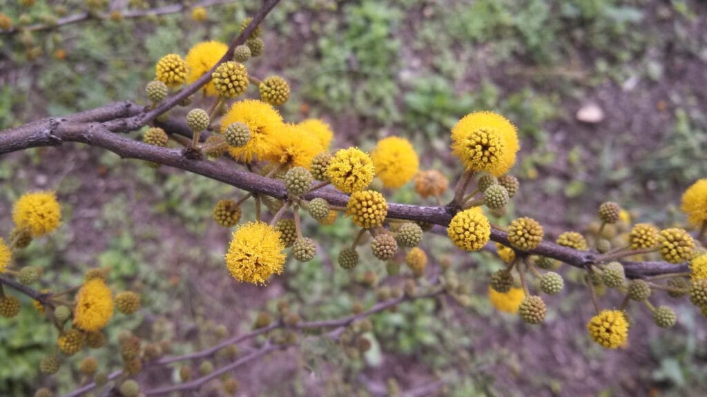 huisache flowers e1633703188451