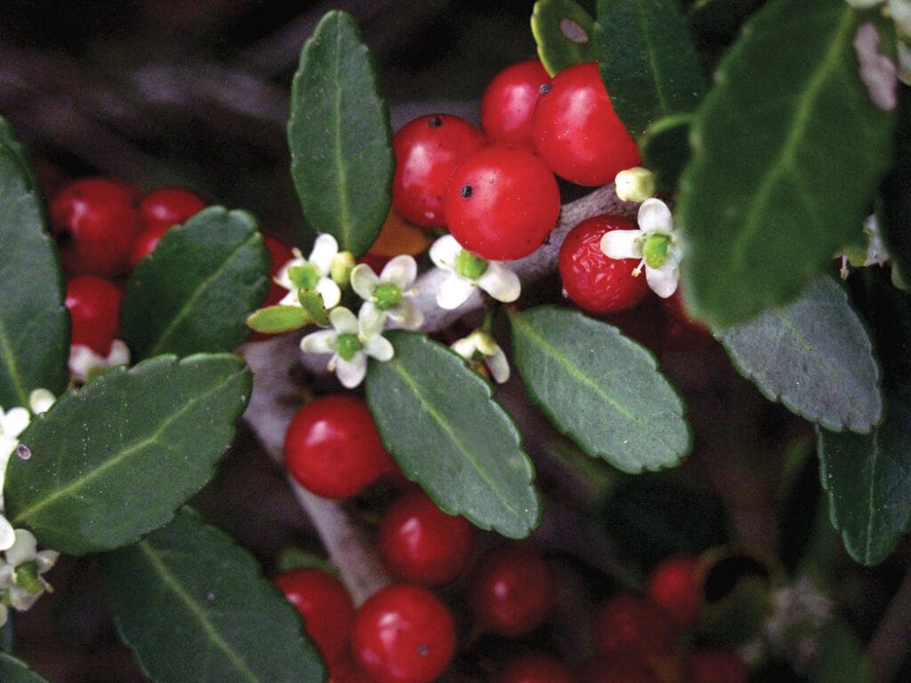 ilex vomitoria dietrich