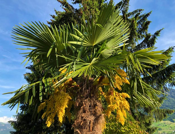 istockphoto 1201992814 612x612 1