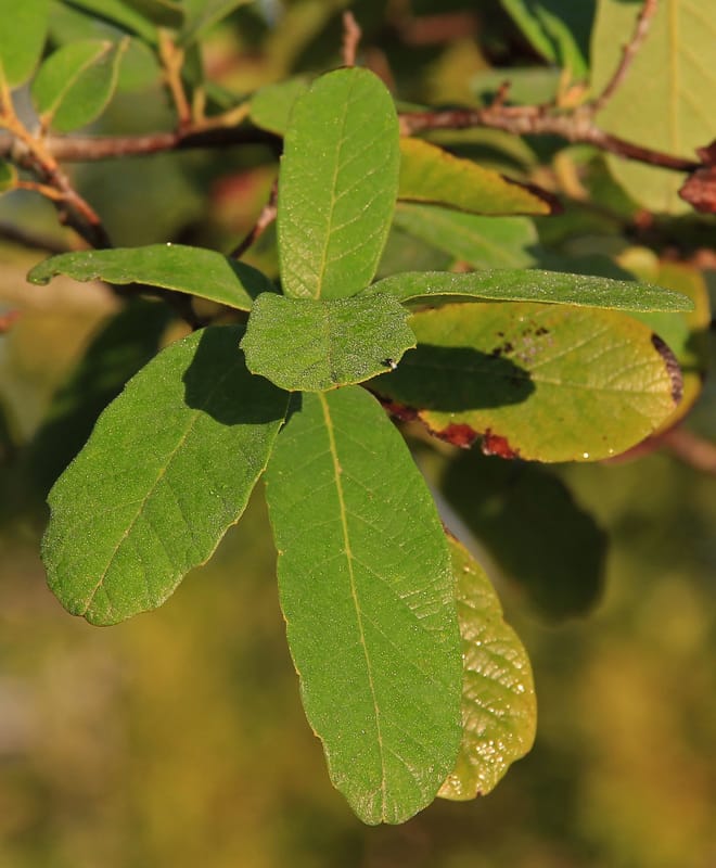 leaf close up sept 17 2016 orig