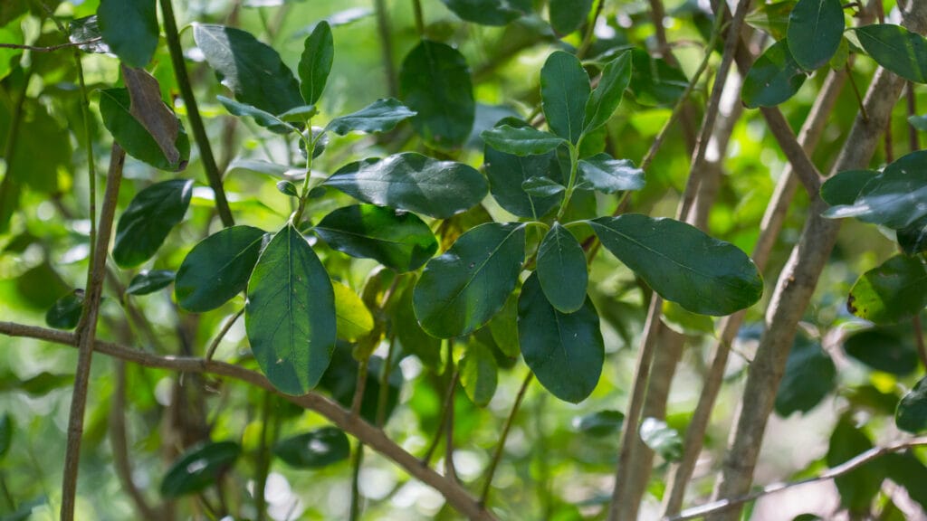 lindheimer silktassel garrya ovata ssp lindheimeri detail