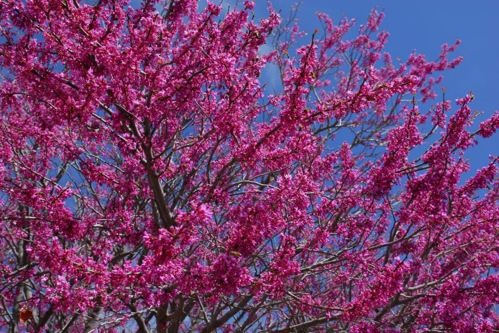 mex redbud detail