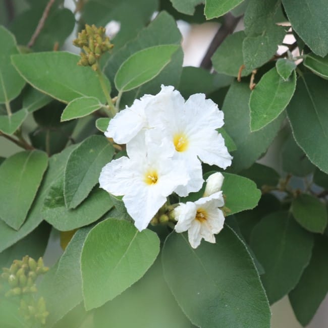 mexican olive cordia boissieri 650x650 img 7430