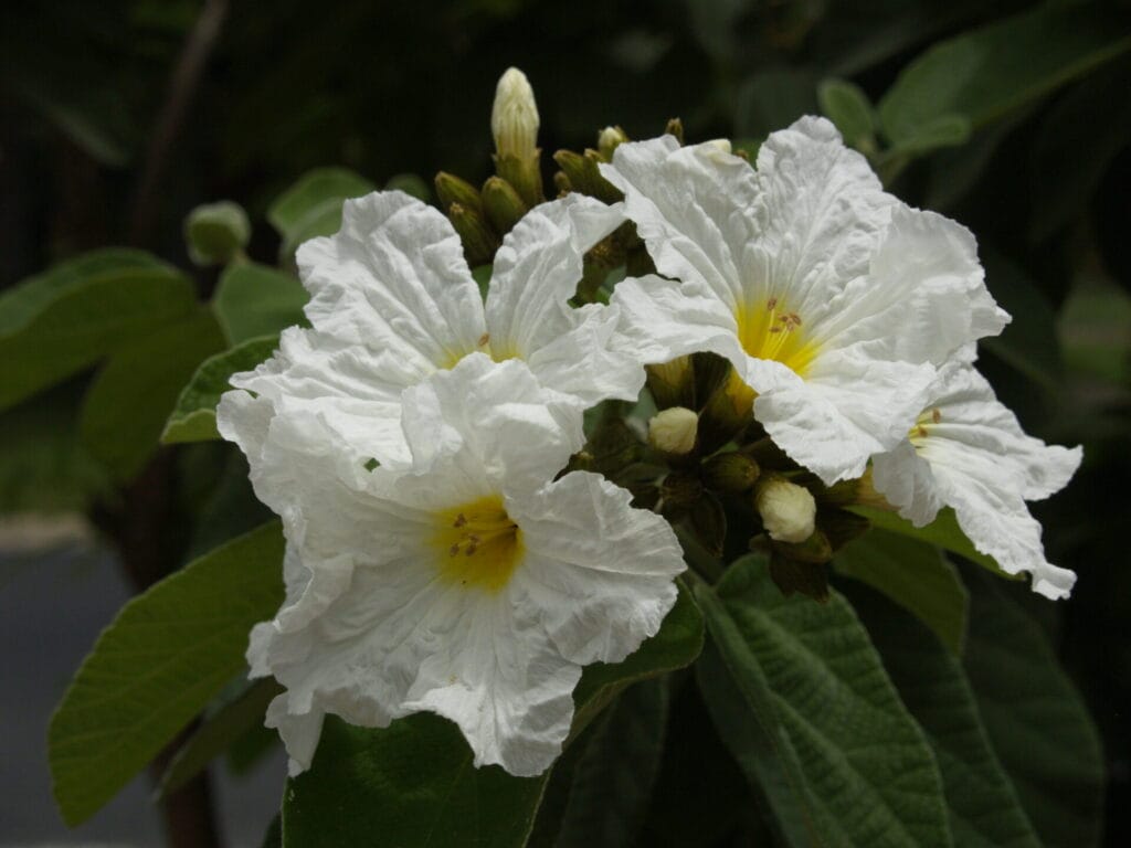 mexican olive pow