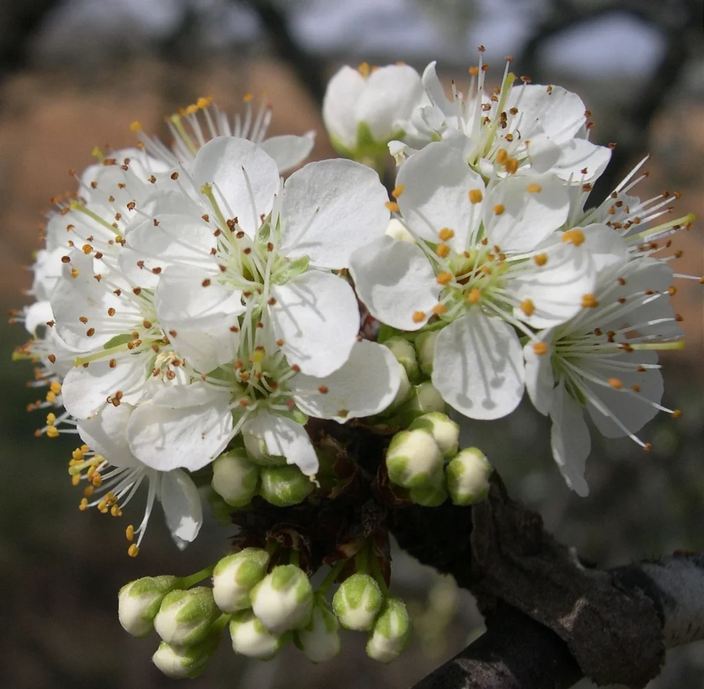 mexican plum