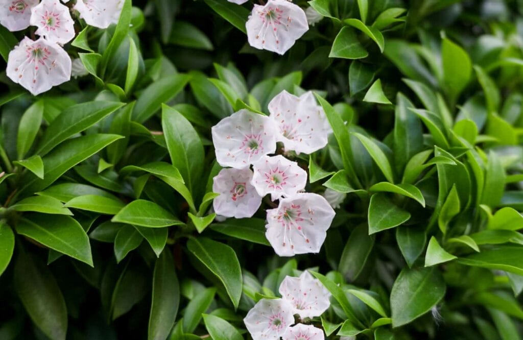 mountain laurel plants growing tips 2131174 01 f17a96877b3d44a29c0c51152c12560d