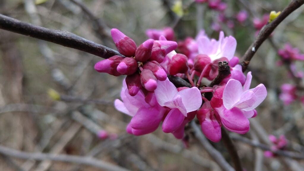 mxredbud