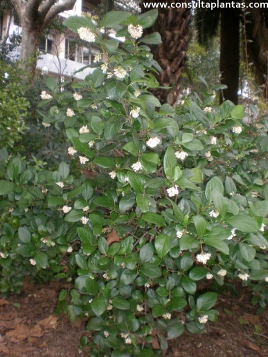 phoca thumb l viburnum suspensum 2