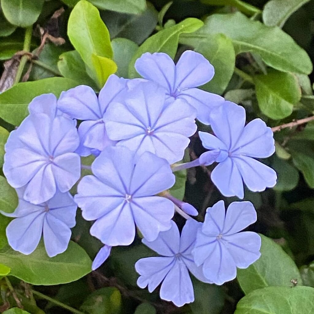 plumbago2
