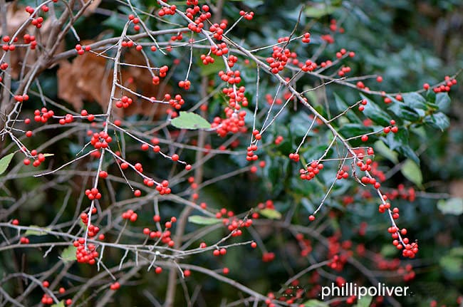 possumhaw 2